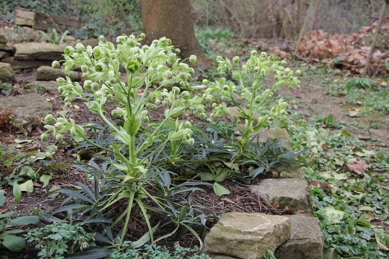 Helleborus foetidus (Palmblatt-Nieswurz | Stinkende Nieswurz)