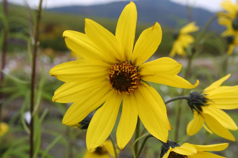 Helianthus orgyalis (Weidenblättrige Sonnenblume)