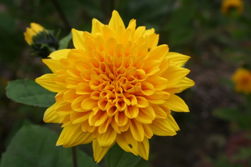 Helianthus decapetalus 'Soleil d'Or' (Garten-Stauden-Sonnenblume)