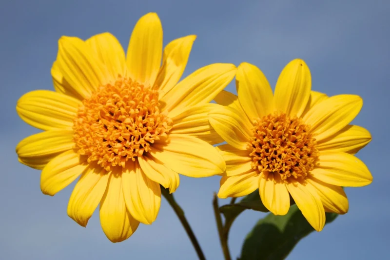 Helianthus decapetalus 'Meteor' (Staudensonnenblume)