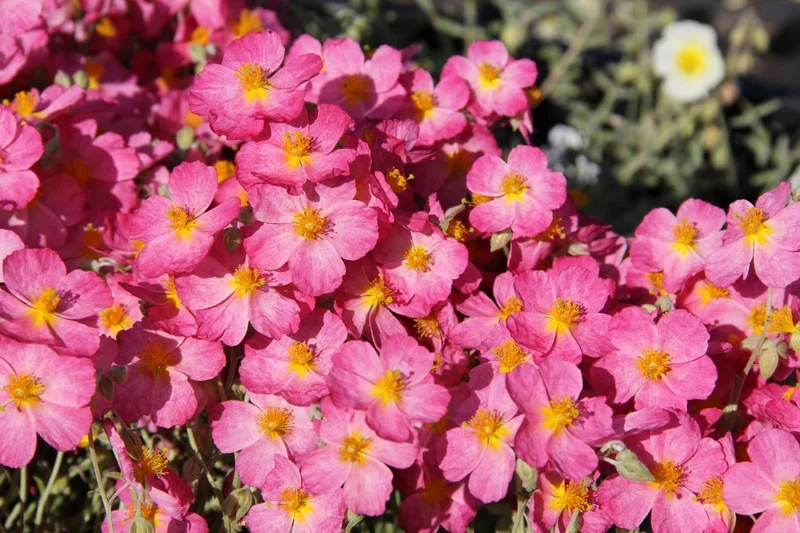 Helianthemum 'Whisley Pink' (Sonnenröschen)