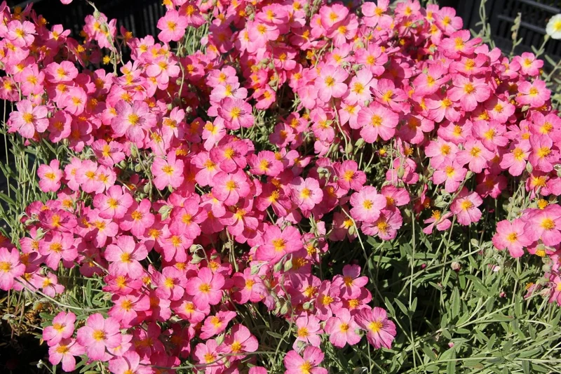 Helianthemum 'Whisley Pink' (Sonnenröschen)