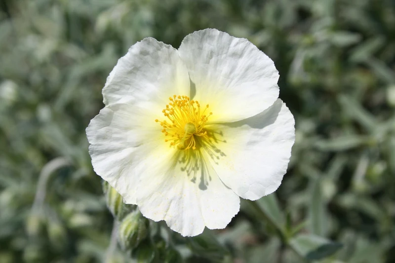 Helianthemum 'The Bride' (Sonnenröschen)
