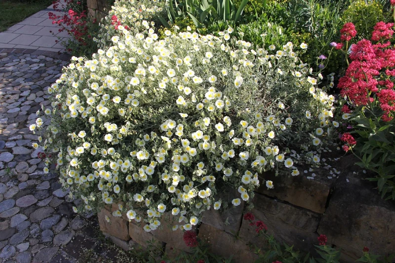 Helianthemum 'The Bride' (Sonnenröschen)