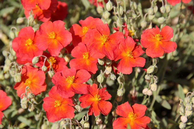 Helianthemum 'Orange Queen' (Sonnenröschen)