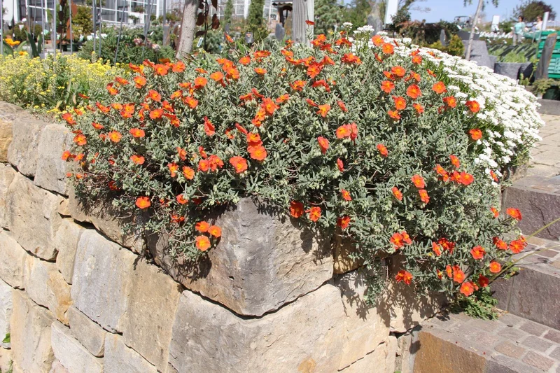 Helianthemum 'Orange Queen' (Sonnenröschen)