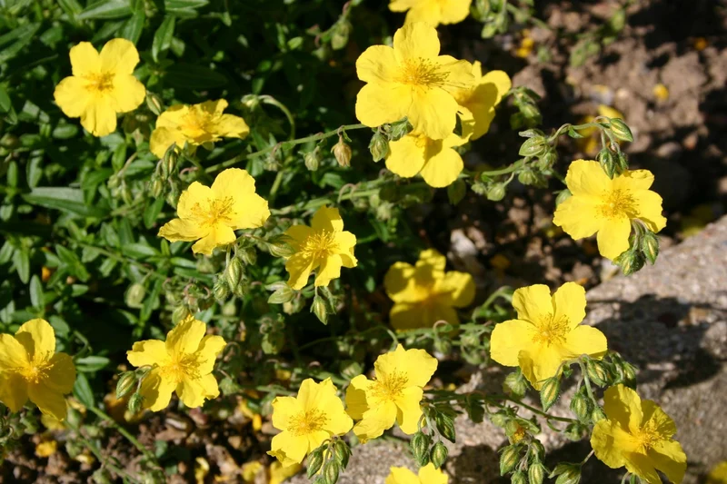 Helianthemum 'Golden Queen' (Sonnenröschen)
