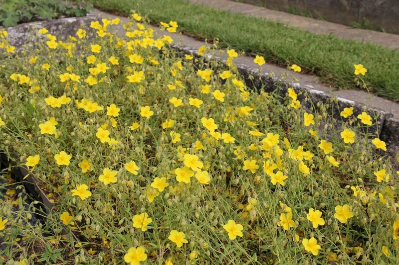 Helianthemum 'Golden Queen' (Sonnenröschen)