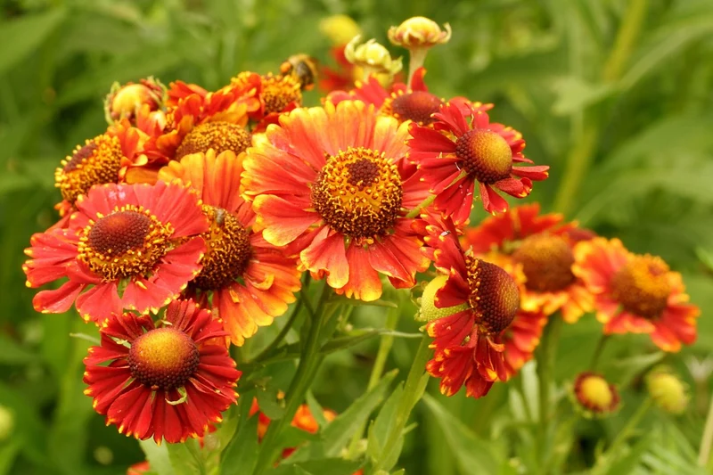 Helenium 'Short 'n' Sassy' ® (Sonnenbraut)