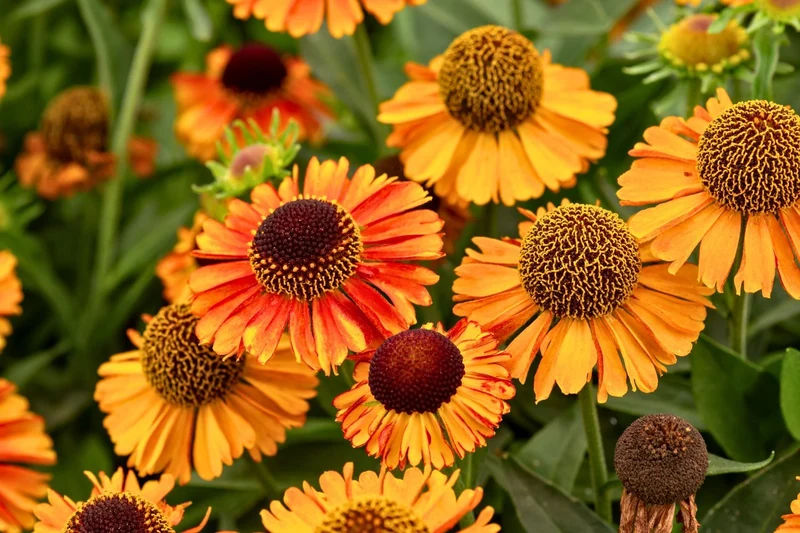 Helenium 'Short 'n' Sassy' ® (Sonnenbraut)