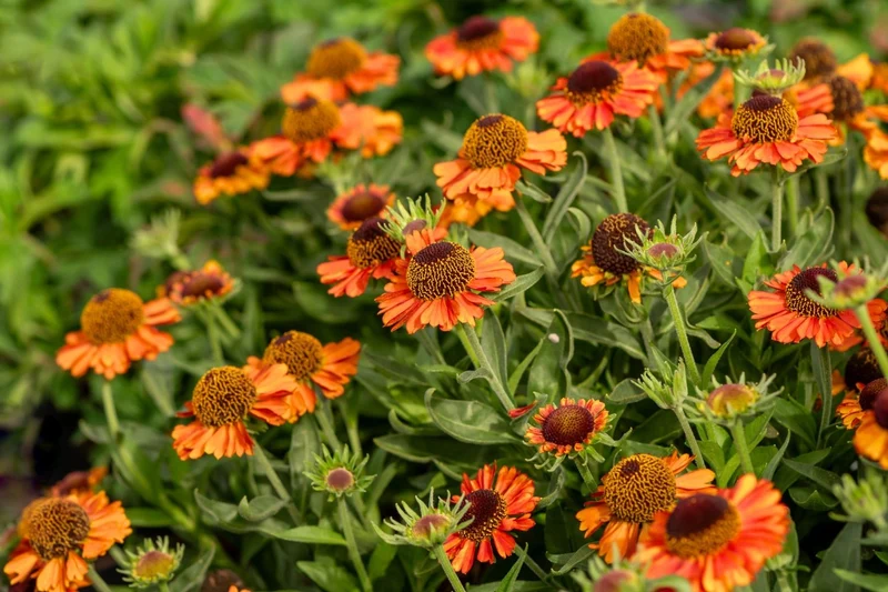 Helenium 'Short 'n' Sassy' ® (Sonnenbraut)