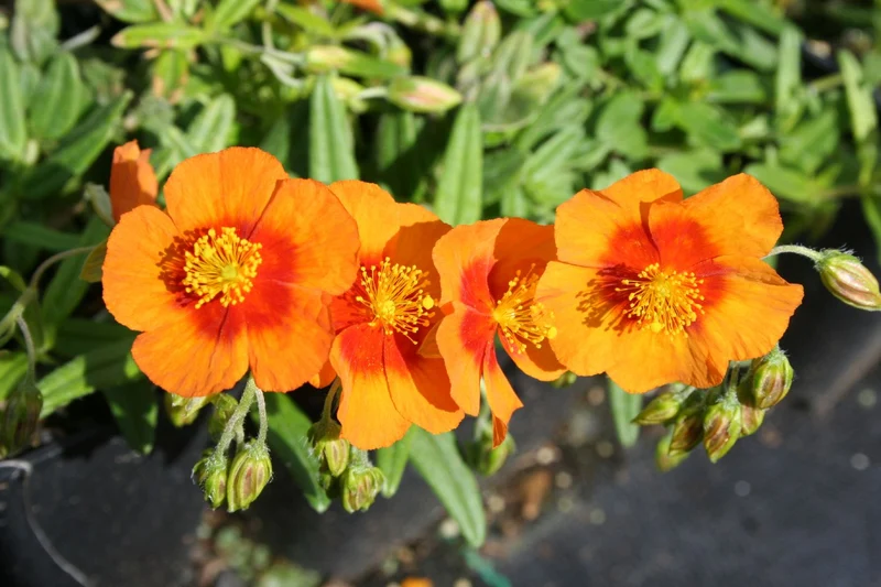 Helianthemum 'Ben Heckla' (Sonnenröschen)
