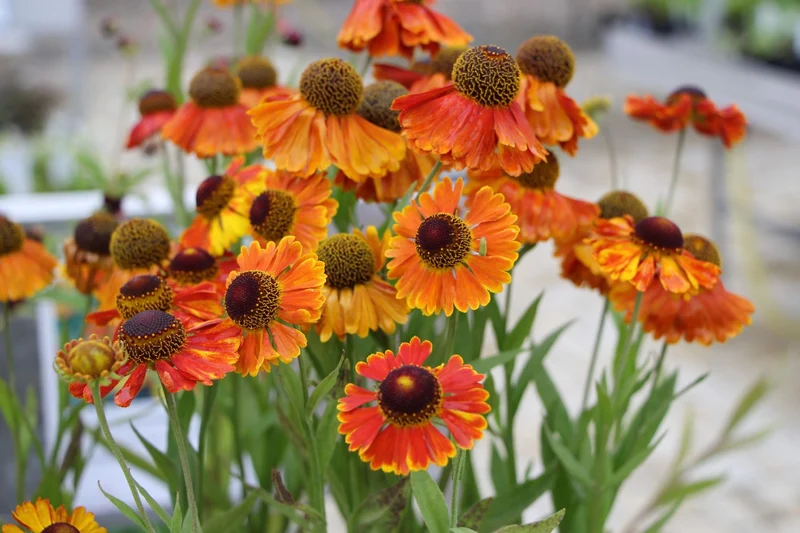 Helenium 'Mardi Gras' (Garten-Sonnenbraut)