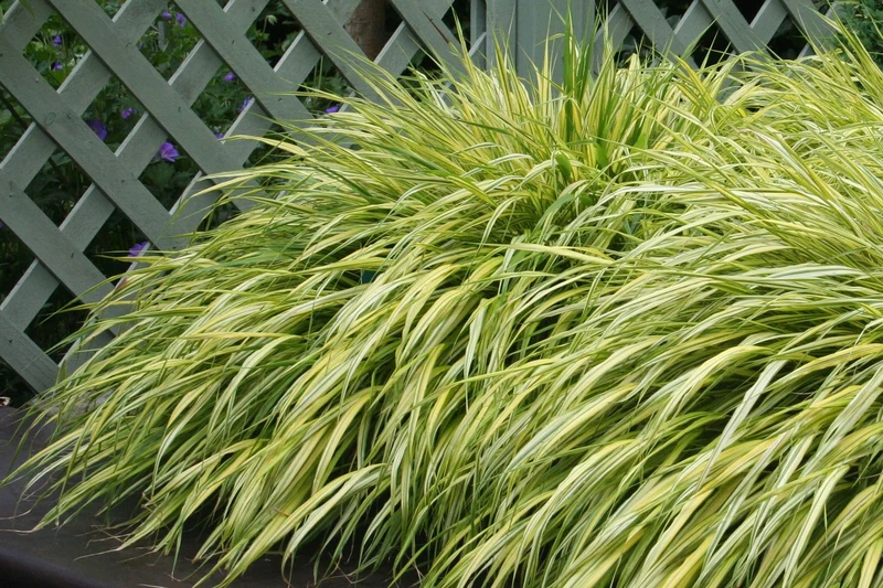 Hakonechloa macra 'Aureola' (Japanisches Gold Berggras)