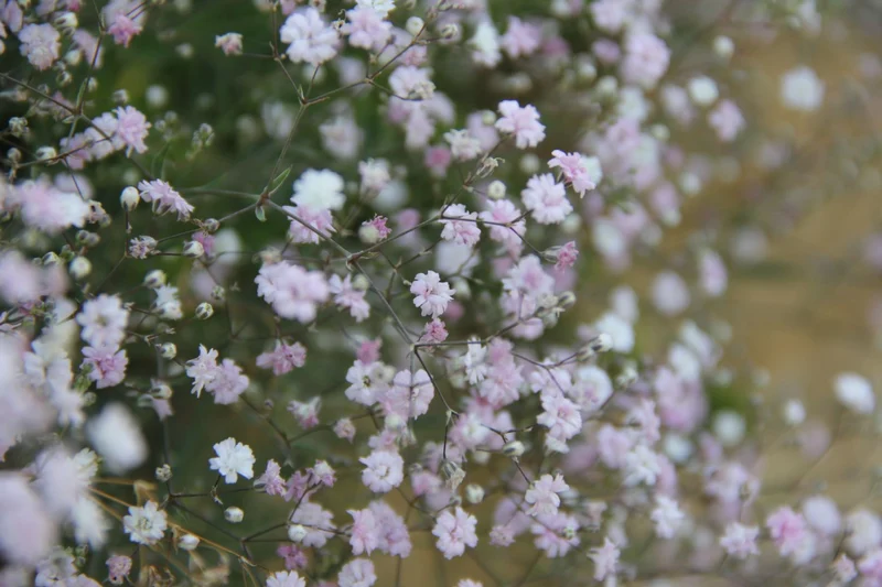 Gypsophila repens 'Rosenschleier' (Kriechendes Schleierkraut)