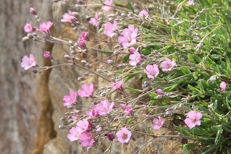 Gypsophila repens 'Rosea' (Teppich-Schleierkraut)