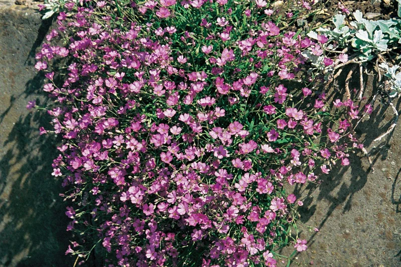 Gypsophila repens 'Rosa Schönheit' (Kriechendes Schleierkraut)