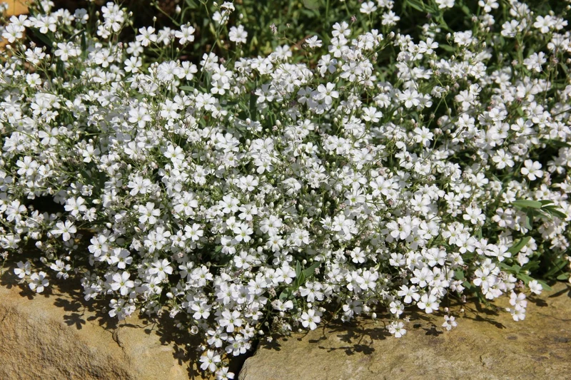 Gypsophila repens (Teppich Schleierkraut)