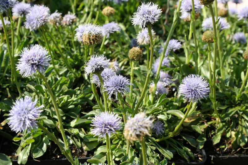 Globularia cordifolia (Herzblättrige Kugelblume)