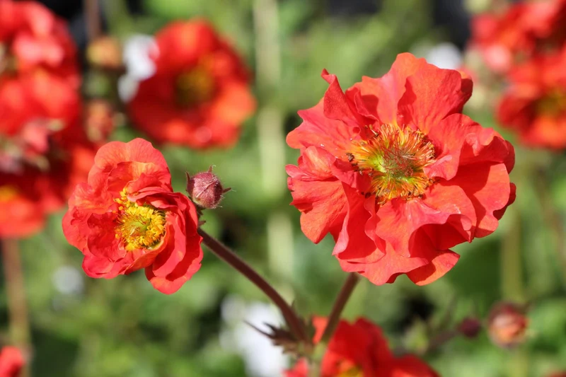 Geum 'Scarlet Tempest' (Nelkenwurz)