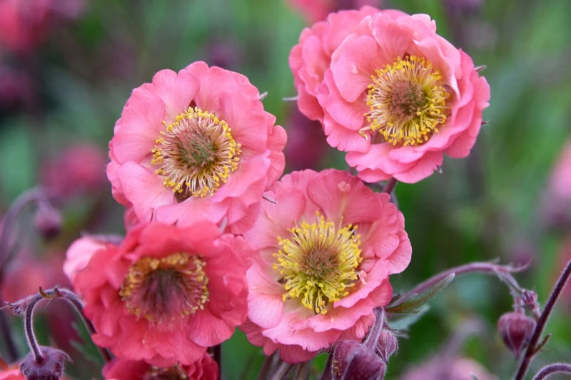 Geum 'Pink Petticoats' (Nelkenwurz)