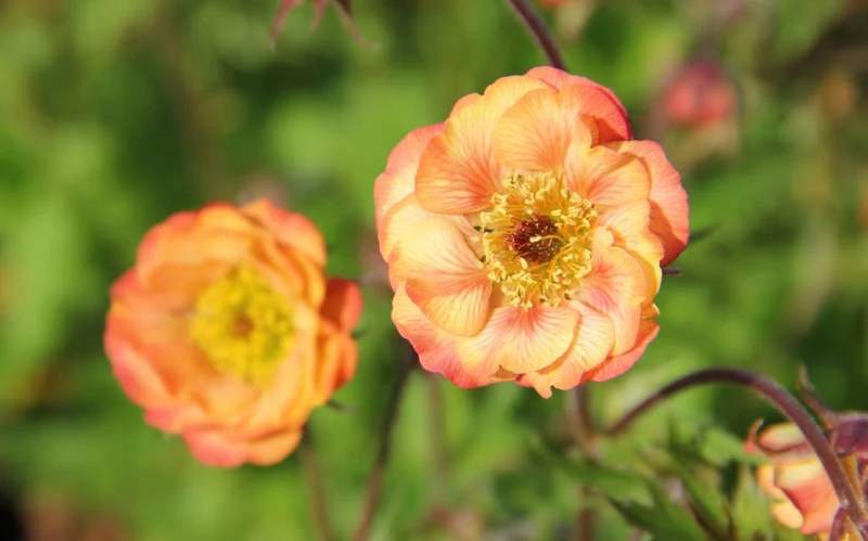 Geum 'Nonna' (Nelkenwurz)