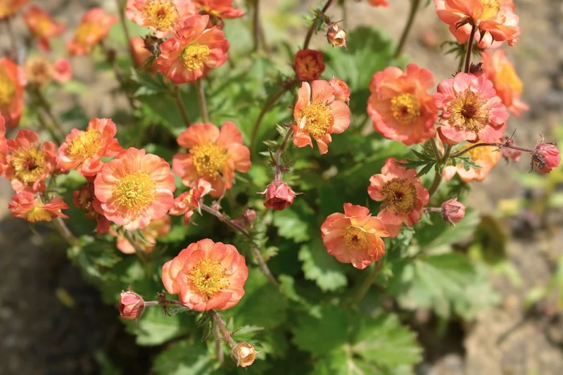 Geum 'Mango Lassi' (Nelkenwurz)