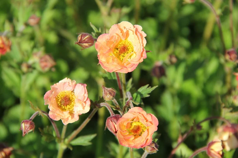 Geum 'Mai Tai' (Nelkenwurz)
