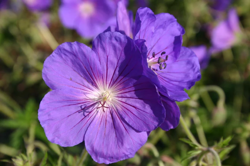 Geranium x pratense 'Orion' (Wiesen-Storchschnabel)