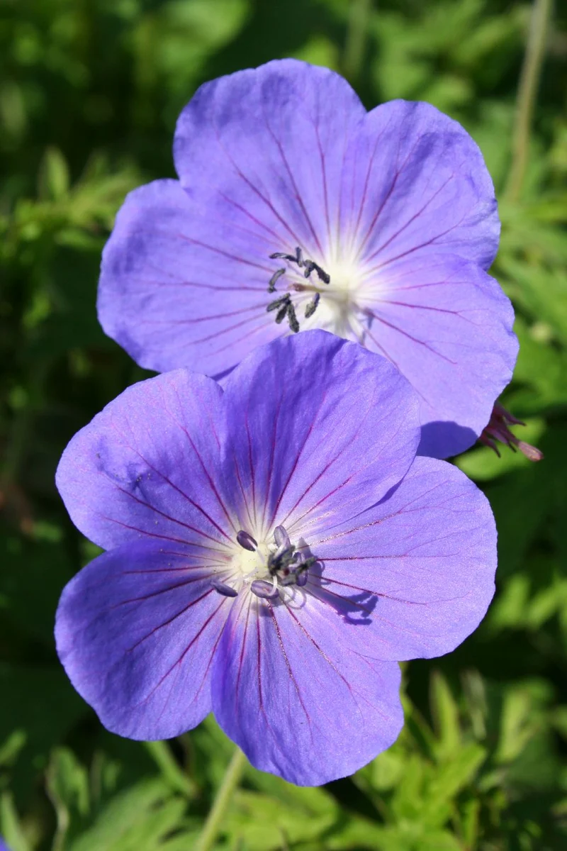 Geranium x pratense 'Brookside' (Garten-Storchschnabel)