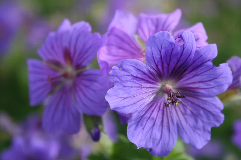 Geranium x magnificum 'Rosemoor' (Prachtstorchschnabel)