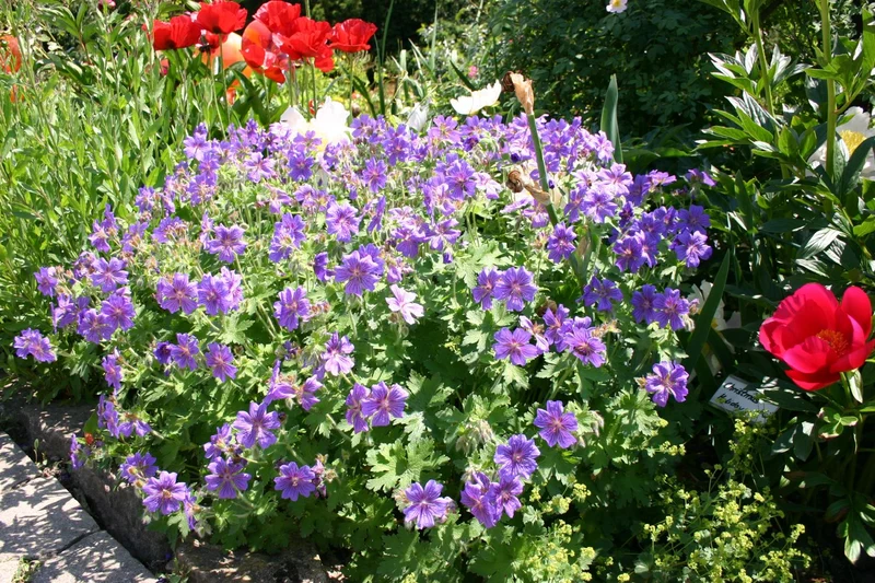 Geranium x magnificum 'Rosemoor' (Prachtstorchschnabel)