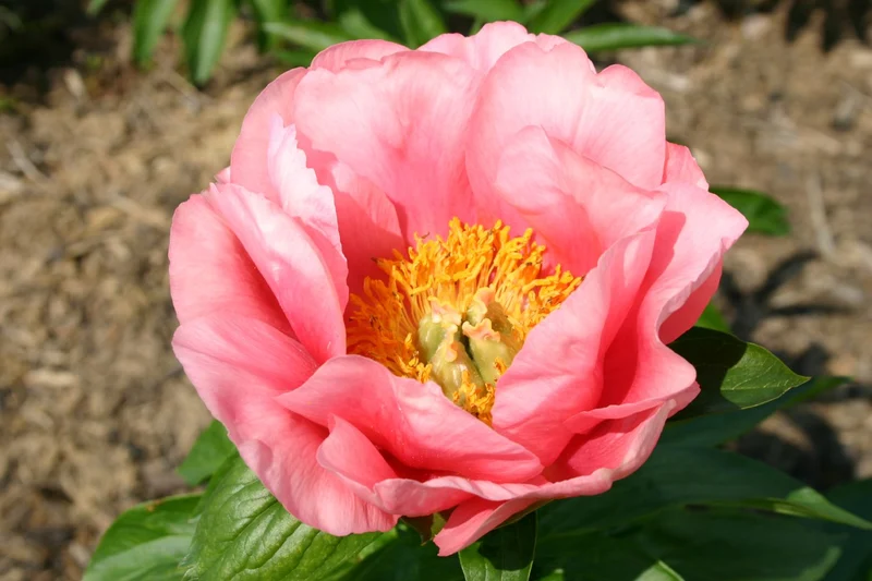 Paeonia lactiflora 'Lovely Rose' (Staudenpfingstrose)