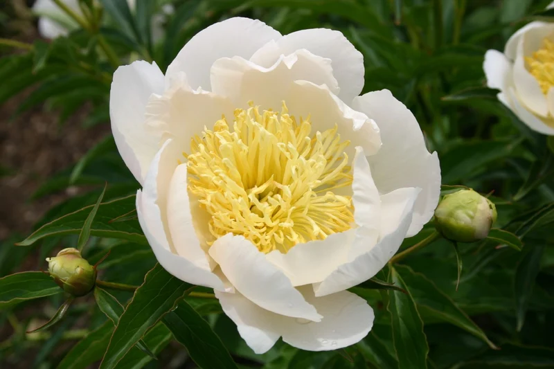 Paeonia lactiflora 'Lotus Queen' (Staudenpfingstrose)