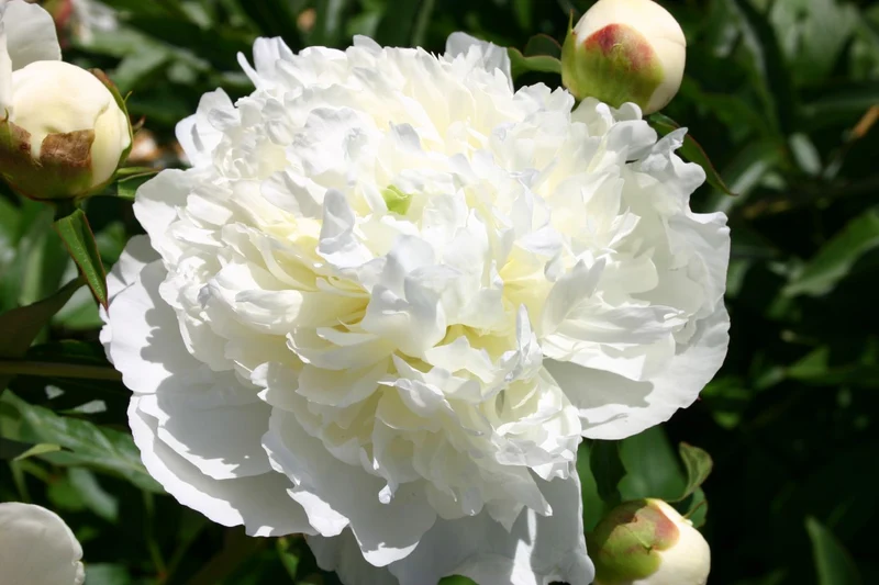 Paeonia lactiflora 'Louis Barthelot' (Staudenpfingstrose)