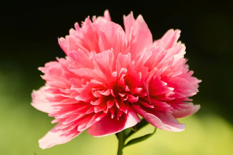 Paeonia lactiflora 'Lorelei' (Staudenpfingstrose)