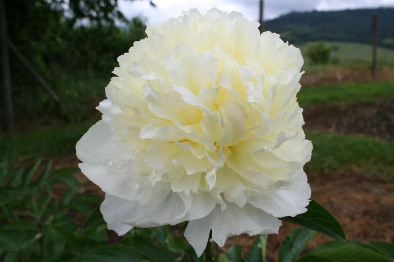 Paeonia lactiflora 'Laura Dessert' (Staudenpfingstrose)