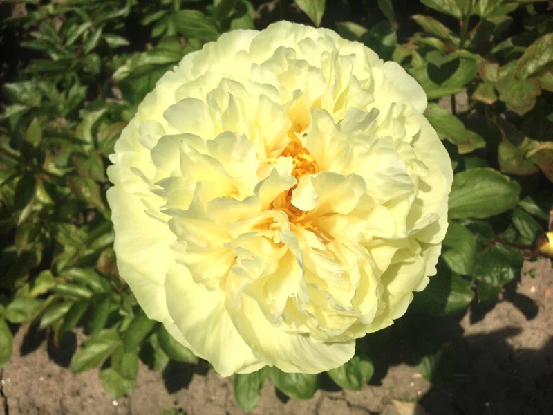 Paeonia lactiflora 'Lemon Chiffon' (Staudenpfingstrose)