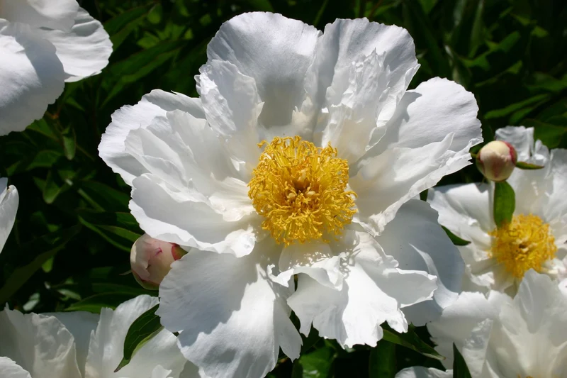 Paeonia lactiflora 'Krinkled White' (Staudenpfingstrose)