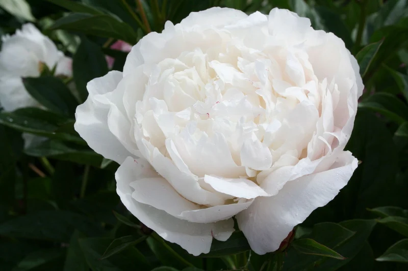 Paeonia lactiflora 'Kelway's Glorious' (Staudenpfingstrose)