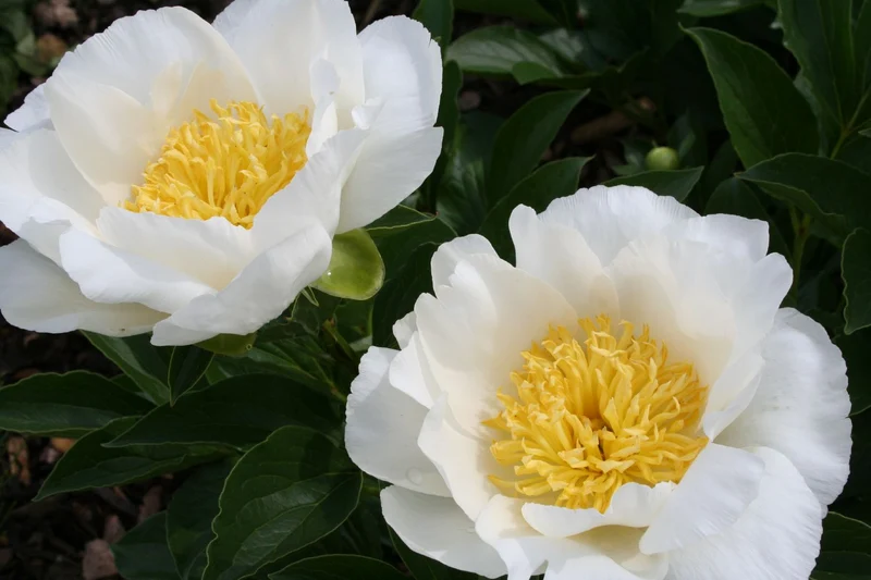 Paeonia lactiflora 'Jan van Leeuwen' (Staudenpfingstrose)