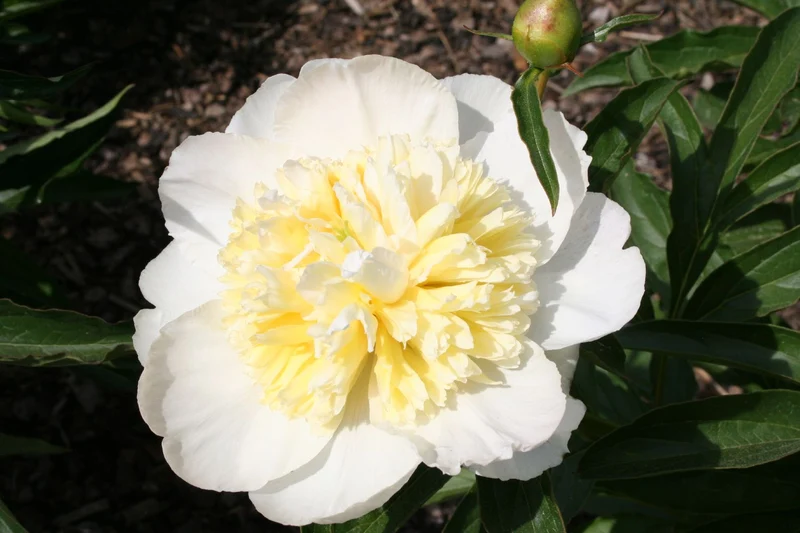 Paeonia lactiflora 'Honey Gold' (Staudenpfingstrose)