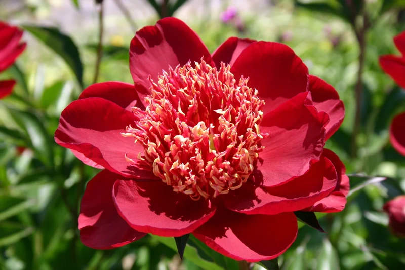 Paeonia lactiflora 'Hari-Ai-Nin' (Staudenpfingstrose)