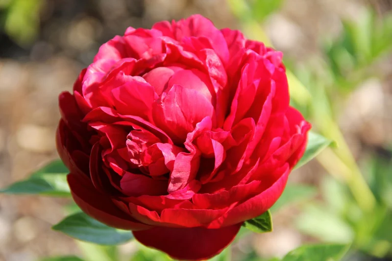 Paeonia lactiflora 'Henry Bockstoce' (Staudenpfingstrose)