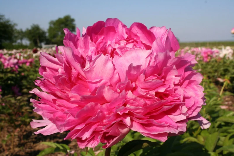 Paeonia lactiflora 'Glory Hallelujah' (Staudenpfingstrose)