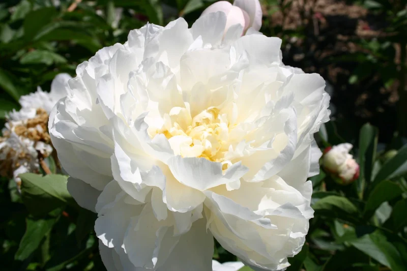 Paeonia lactiflora 'Gardenia' (Staudenpfingstrose)