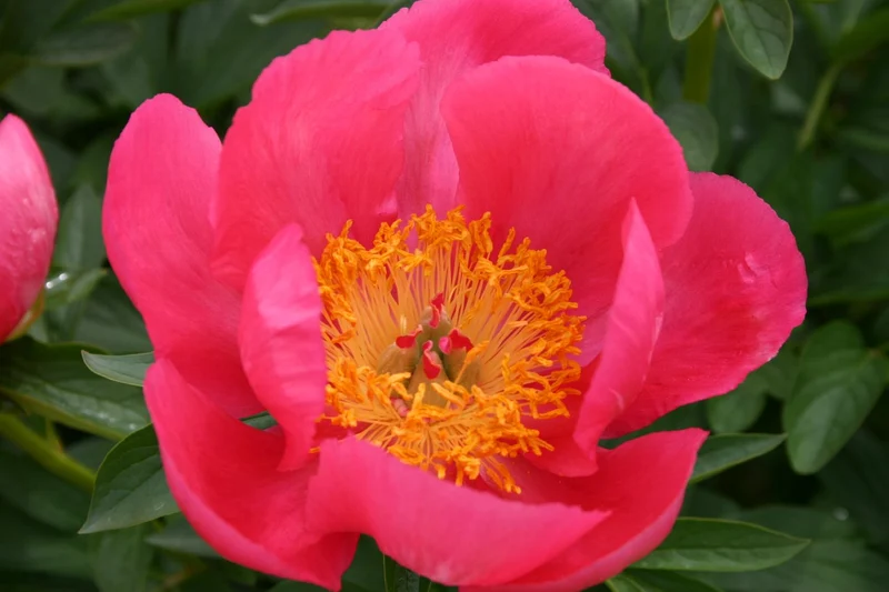 Paeonia lactiflora 'Flame' (Staudenpfingstrose)