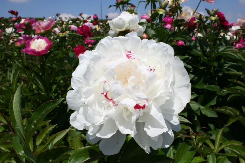 Paeonia lactiflora 'Festiva Maxima' (Staudenpfingstrose)