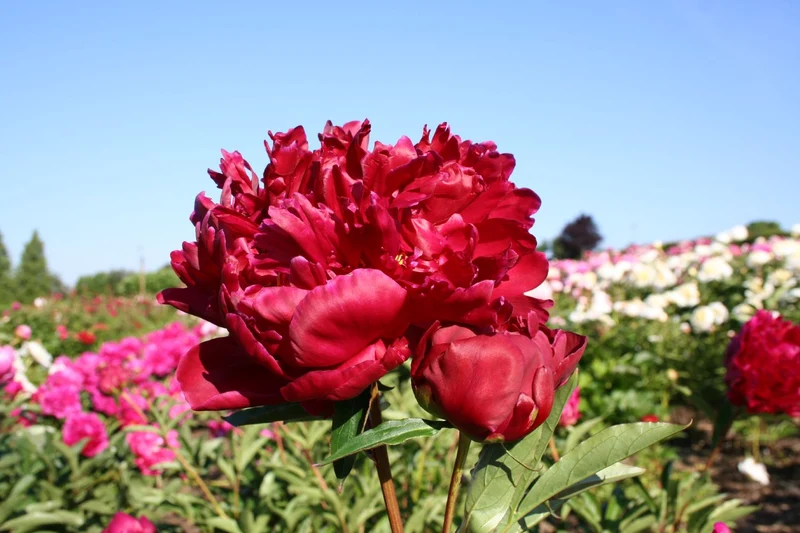 Paeonia lactiflora 'Felix Crousse' (Staudenpfingstrose)