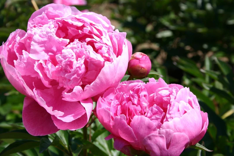 Paeonia lactiflora 'Dr Alexander Fleming' (Garten-Pfingstrose)